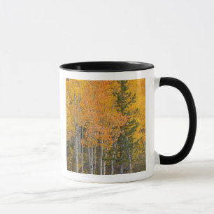 Caneca Rio Provo e árvores de álamo
