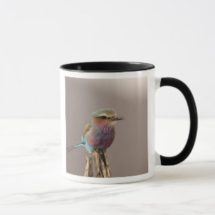 Caneca Rola-breza-de-peito-lilás, Coracias caudata, Sambu