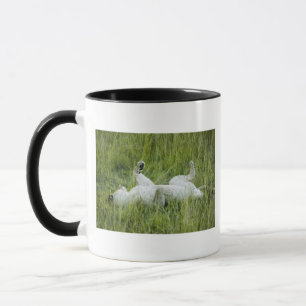 Caneca Rolamento na grama alta, África do leão