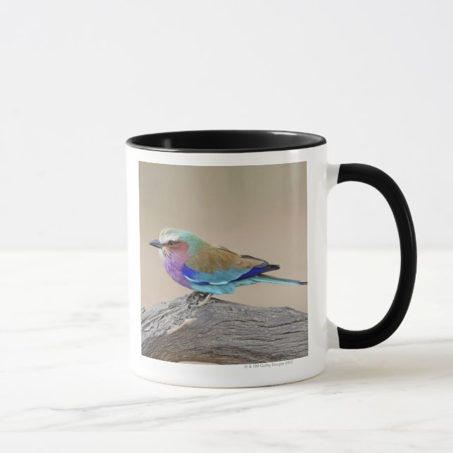 Caneca Rolo do lilac-breasted (caudata do Coracias) (Direita)