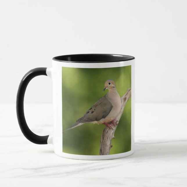 Caneca Rórola, Zenaida macroura (Esquerda)