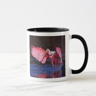 Caneca Roseate Spoonbill (Ajaia ajaja) com Cormorant