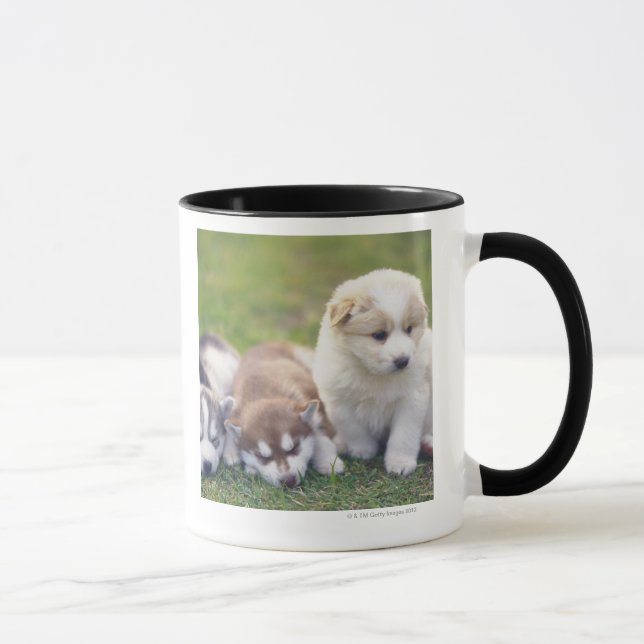Caneca Rouco Siberian; Uma raça do cão de funcionamento (Direita)