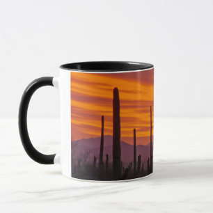 Caneca Saguaro, pôr do sol, Parque Nacional Saguaro