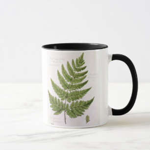 Caneca Samambaia de broquel Espinhoso-dentada larga,