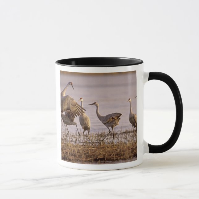 Caneca Sandhill Cranes Grus canadensis) (Direita)