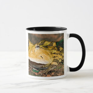 Caneca Sapo Chifrudado Brasileiro, Ceratophrys cornuta, 3