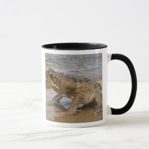 Caneca Sapo-cururu Rhinella marina, anteriormente Bufo