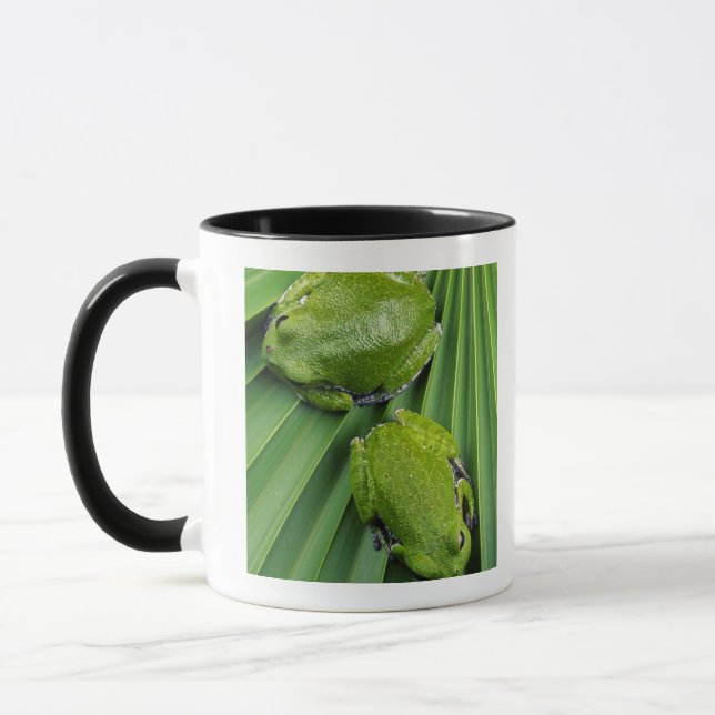 Caneca Sapo de árvore do descascamento (gratiosa do hyla) (Esquerda)