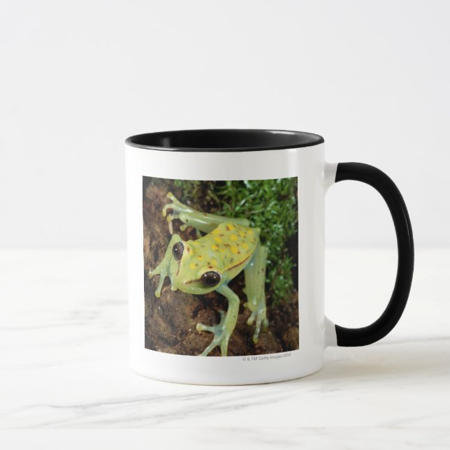 Caneca Sapo de árvore (Hylidae) (Direita)