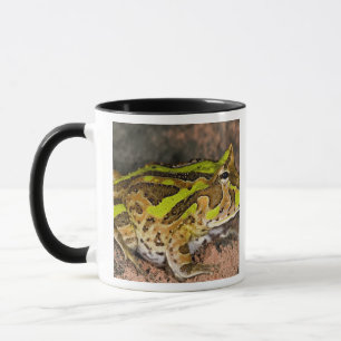 Caneca Sapo-de-chifre-brasileiro, Ceratophrys cornuta, Na