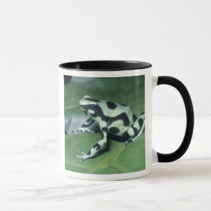 Caneca Sapo Veneno, (Dendrobates auratus) Cahuita