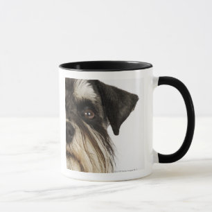 Caneca Schnauzer diminuto, tiro do estúdio, fim-acima