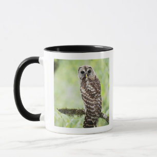 Caneca Secundário-adulto recentemente que deixa o ninho