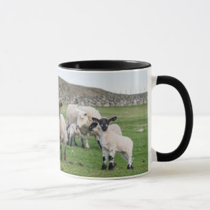 Caneca Shetland Sheep