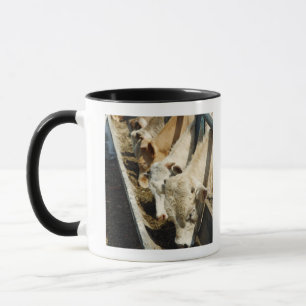 Caneca Sicília, Italia