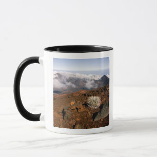 Caneca Silversword no cume da cratera Haleakala a partir 
