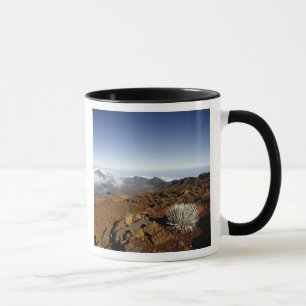 Caneca Silversword no cume da cratera Haleakala de perto