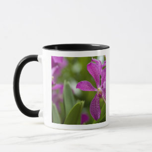 Caneca Singapura (Sânscrito para Cidade do Leão). Naciona