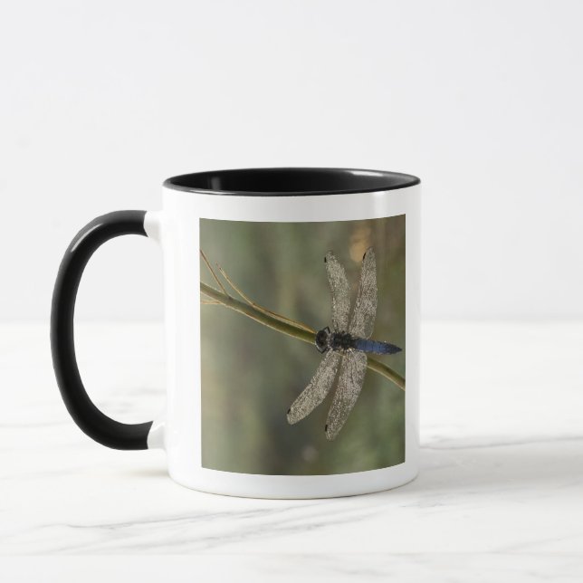 Caneca Skimmer de cauda negra (Esquerda)