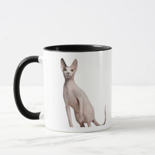 Caneca Sphynx (13 meses velho)