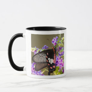 Caneca Sudeste Asiático, Tailândia, Doi Inthanon, Papilio