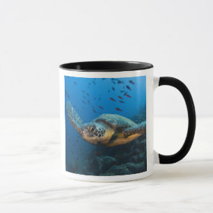 Caneca Tartaruga Negra (Chelonia agassizi)