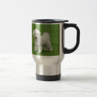 Bichon Frise