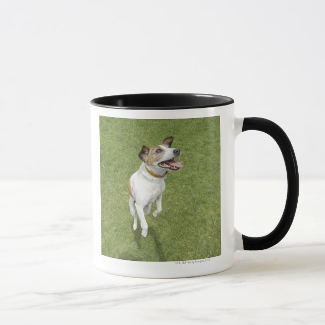 Caneca Terrier que salta, vista elevado de Jack russell (Direita)