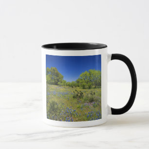 Caneca Texas, Texas Hill Country, Vesícula baixa,