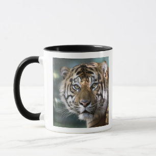 Caneca Tigre-de-sumatra macho (Panthera tigris sumatrae)