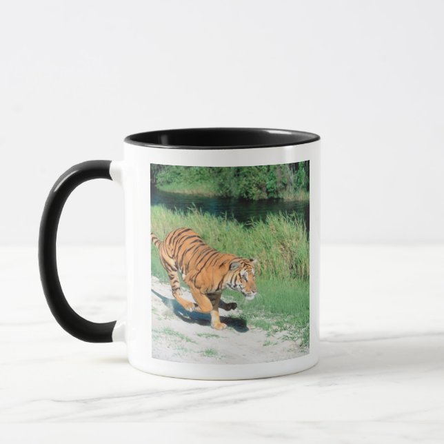 Caneca Tigre no trajeto (Esquerda)