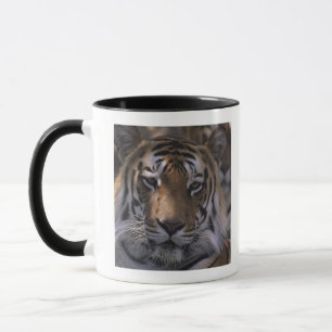 Caneca Tigre (Panthera tigris), fim-acima da cabeça,