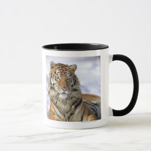 Caneca Tigre Siberian, altaica de tigris do Panthera,