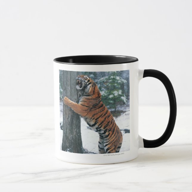 Caneca Tigre Siberian (altaica de tigris do Panthera) (Direita)