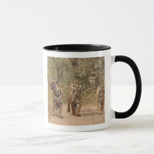 Caneca Tigres de Bengala reais na pista, Ranthambhor