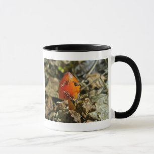 Caneca Tiny Amberina Cone Boné Mushroom