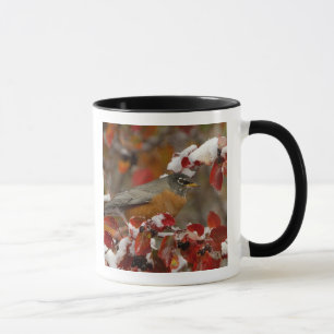Caneca Tordo-americano-macho em Pilriteiro-preto