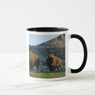 Caneca Touro bisão no Parque Nacional Waterton Lakes