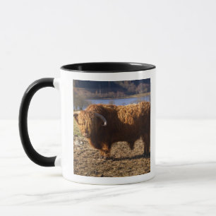 Caneca Touro de Gado das Terras Altas, Escócia