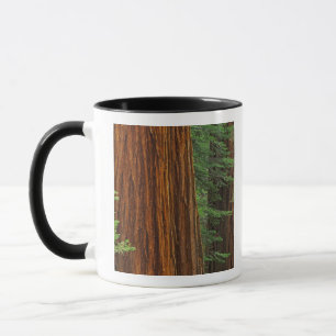 Caneca troncos de sequóia gigante na floresta, Yosemite
