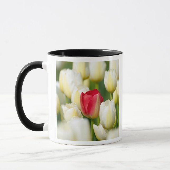 Caneca Tulipa vermelha em um campo das tulipas brancas (Esquerda)