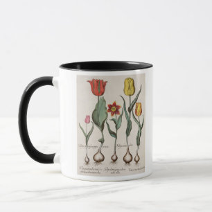 Caneca Tulipas: rubens dos maculis do lutea 1.Tulipa; au
