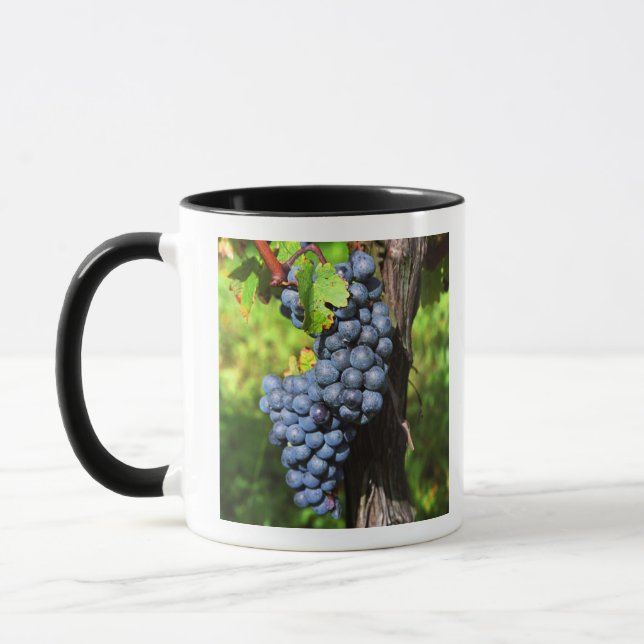 Caneca Um cacho de uvas merlot maduras em uma videira com (Esquerda)