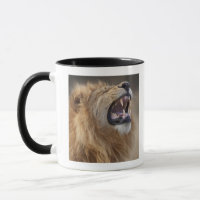 Um leão masculino maduro (Panthera leo) no Savuti