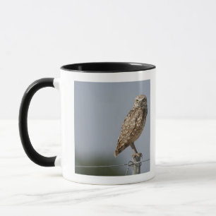 Caneca Uma coruja burrowing que senta-se em um cargo da