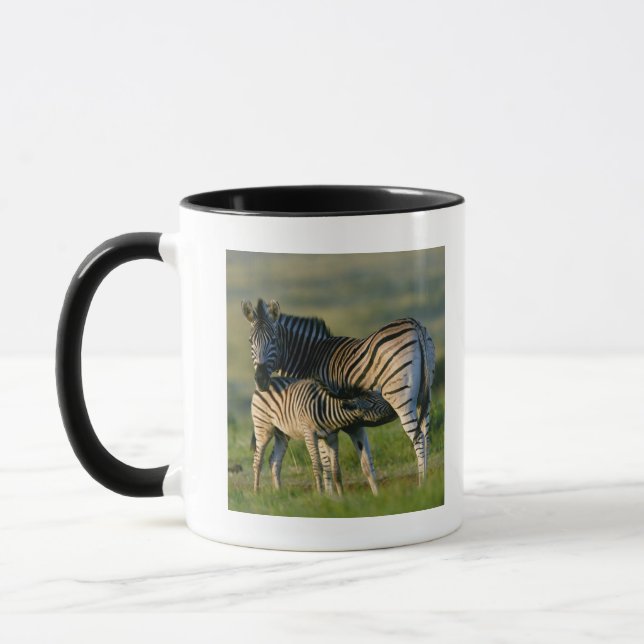 Caneca Uma zebra das planícies que alimenta seu potro, (Esquerda)