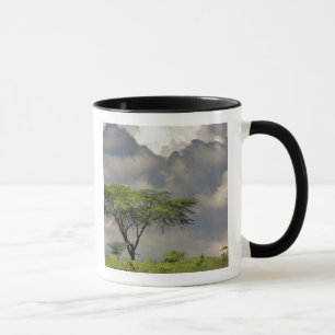 Caneca Umbrella Thorn Acacia, Acacia tortilis e 2
