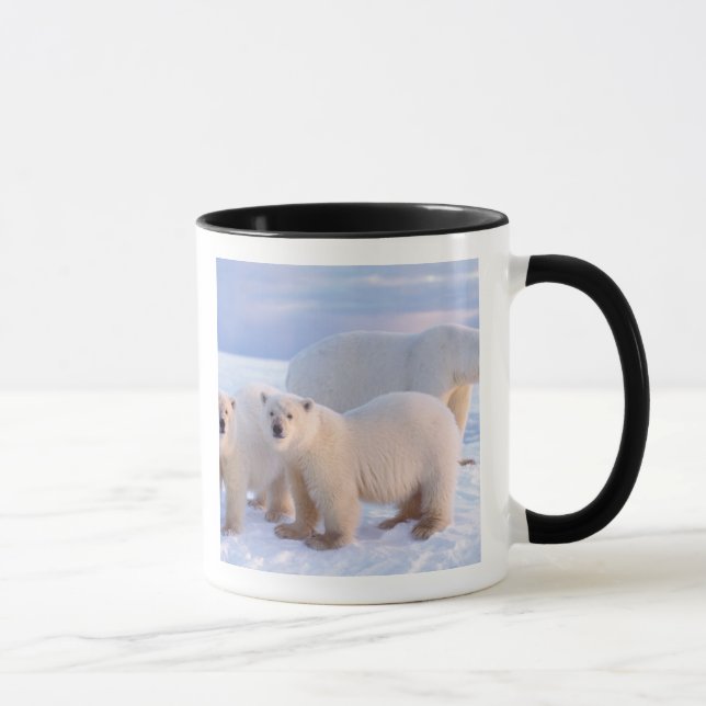 Caneca Ursa polar com filhotes no gelo da banquisa, coste (Direita)