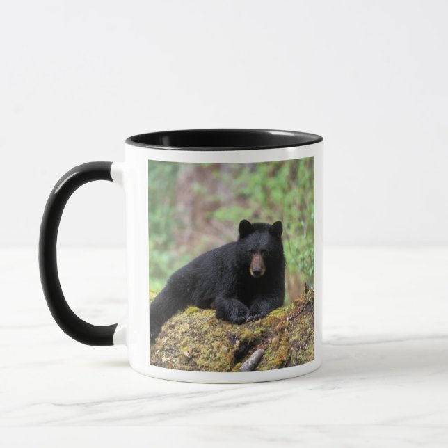 Caneca Urso negro em um antigo tronco de crescimento no (Esquerda)